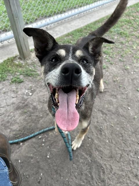 PENNY, Adoptable, Senior Female German Shepherd Dog & Mixed Breed.
