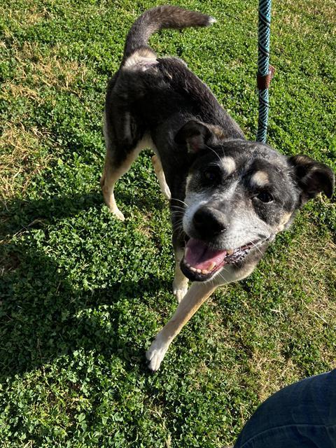 PENNY, Adoptable, Senior Female German Shepherd Dog & Mixed Breed.