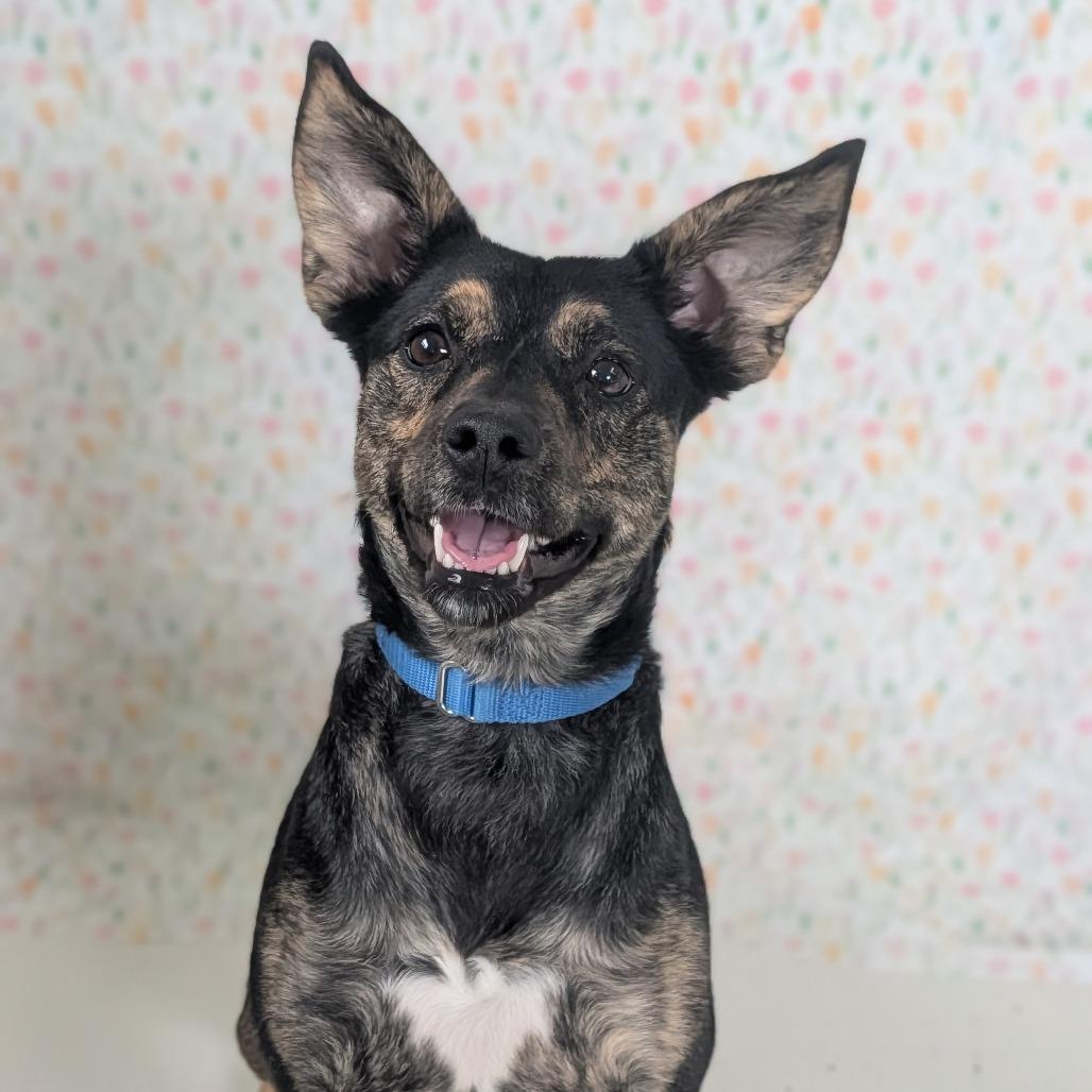 Whiskey, Adoptable, Adult Female Australian Kelpie.