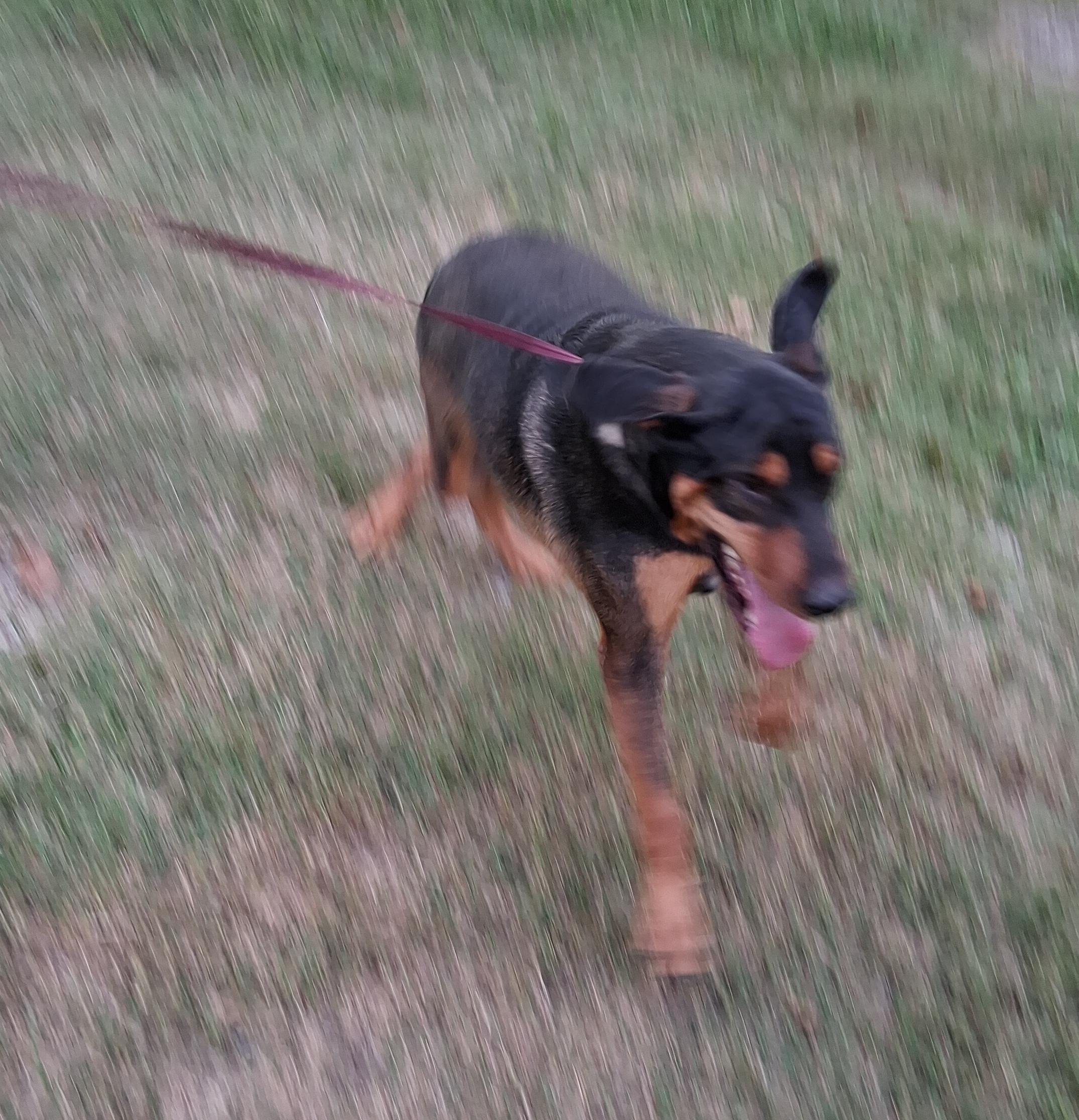 Roscoe — thumbnail 4