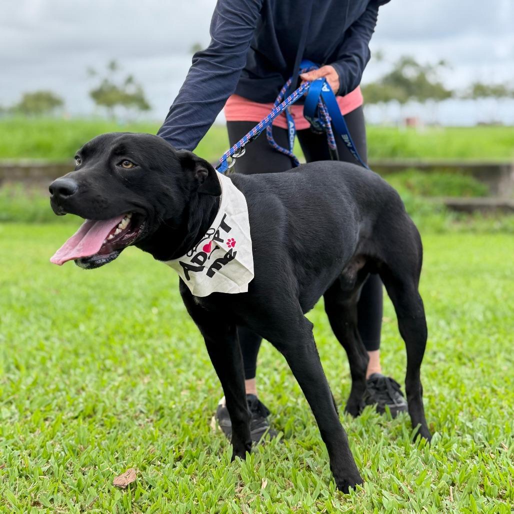 Nikki, Adoptable, Adult Male Mixed Breed.