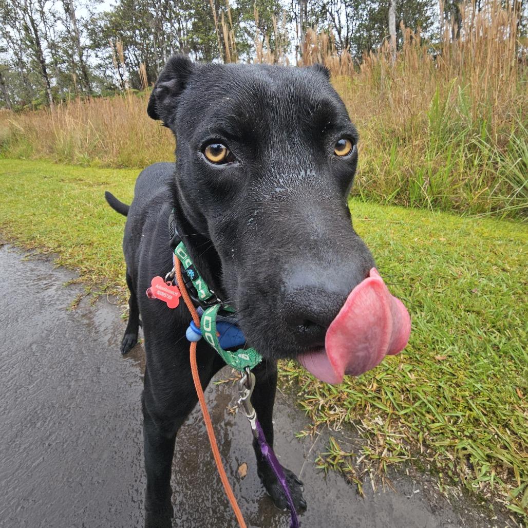 Enlarge Nikki, a Adoptable Mixed Breed in Volcano, HI image 2/5