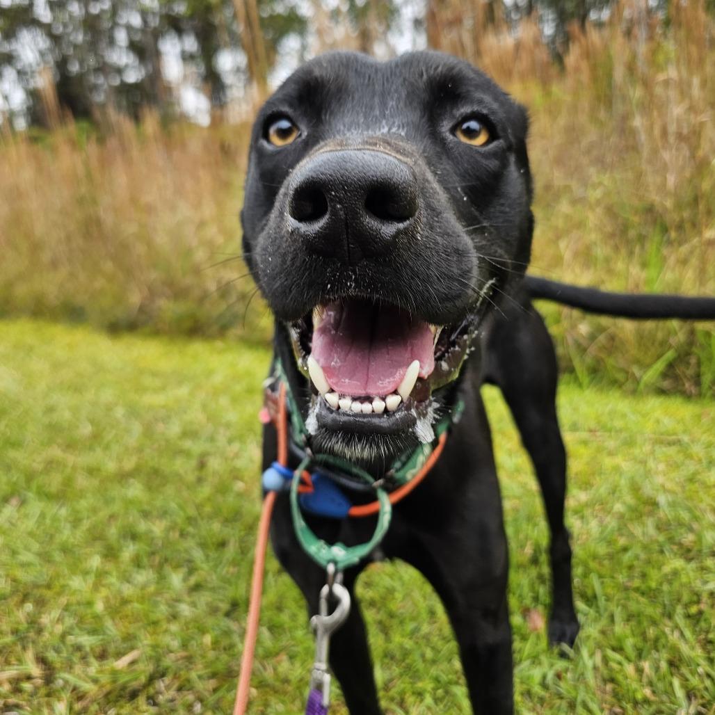 Enlarge Nikki, a Adoptable Mixed Breed in Volcano, HI image 3/5