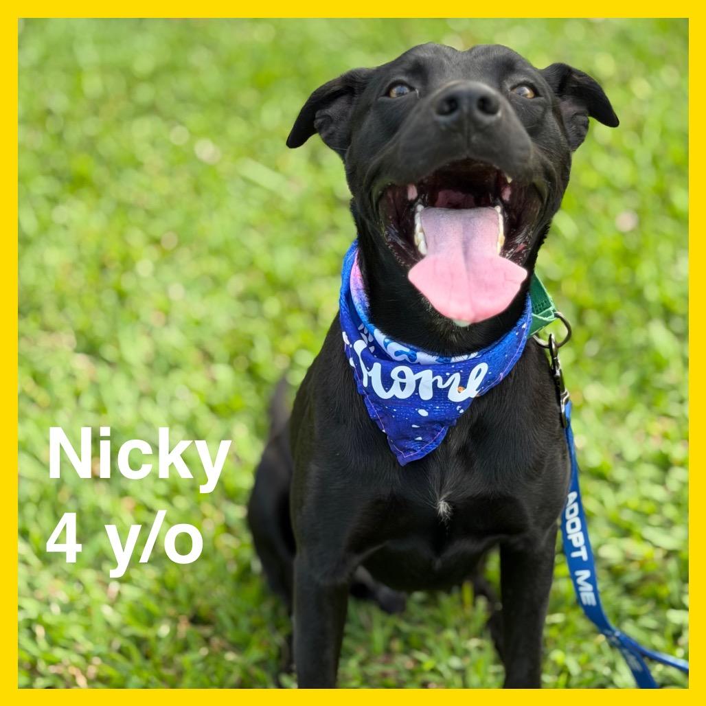 Enlarge Nicky, a Adoptable Mixed Breed in Volcano, HI image 4/6