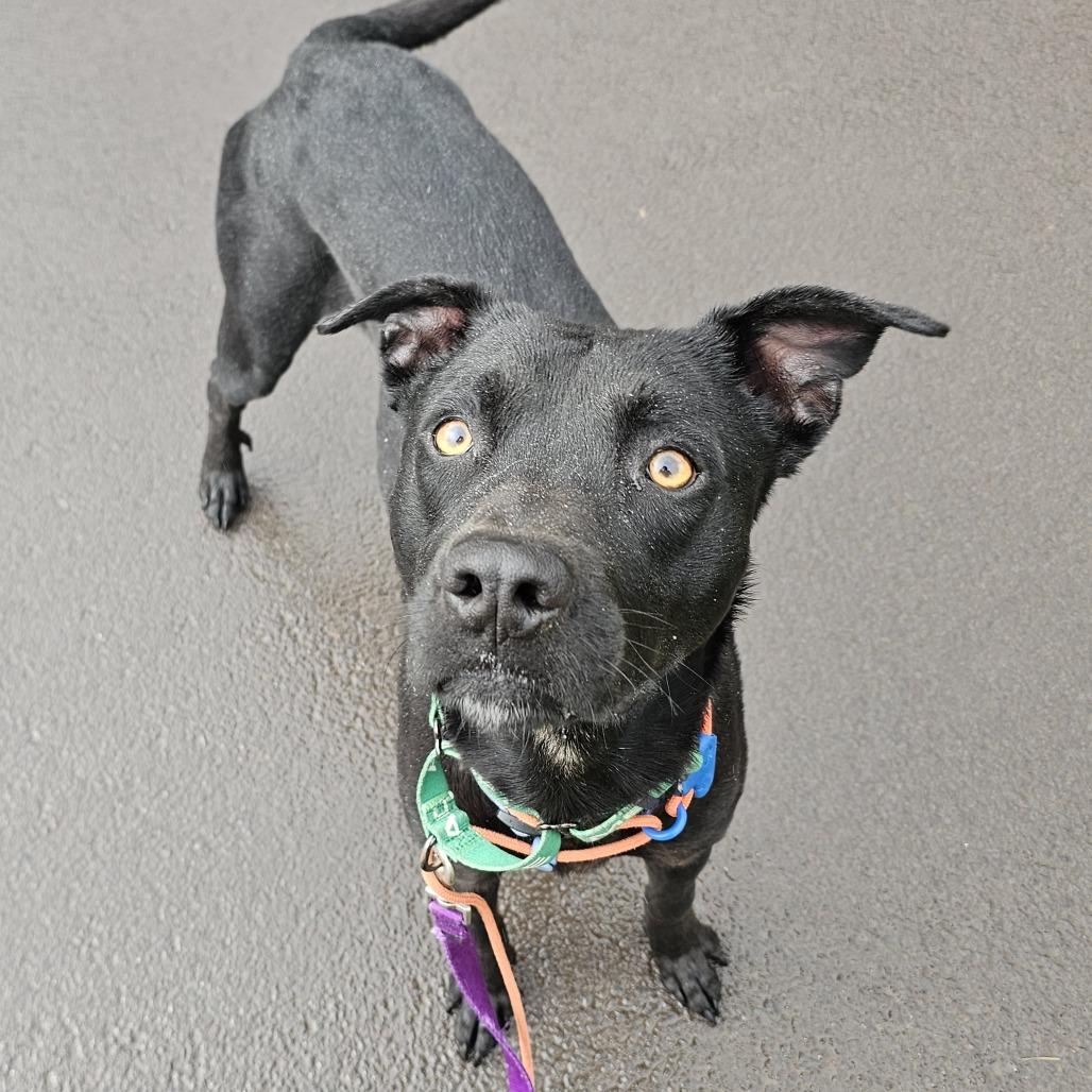 Enlarge Nikki, a Adoptable Mixed Breed in Volcano, HI image 4/5