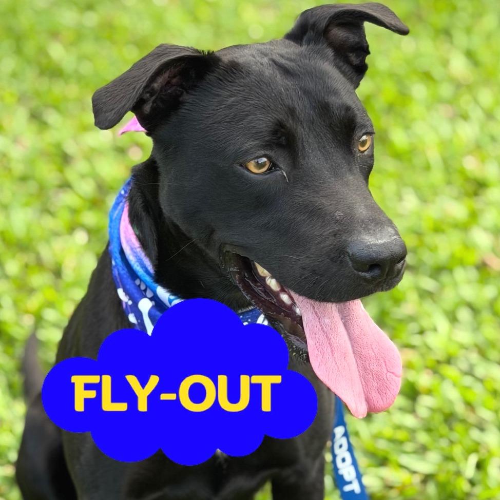 Enlarge Nicky, a Adoptable Mixed Breed in Volcano, HI image 5/6