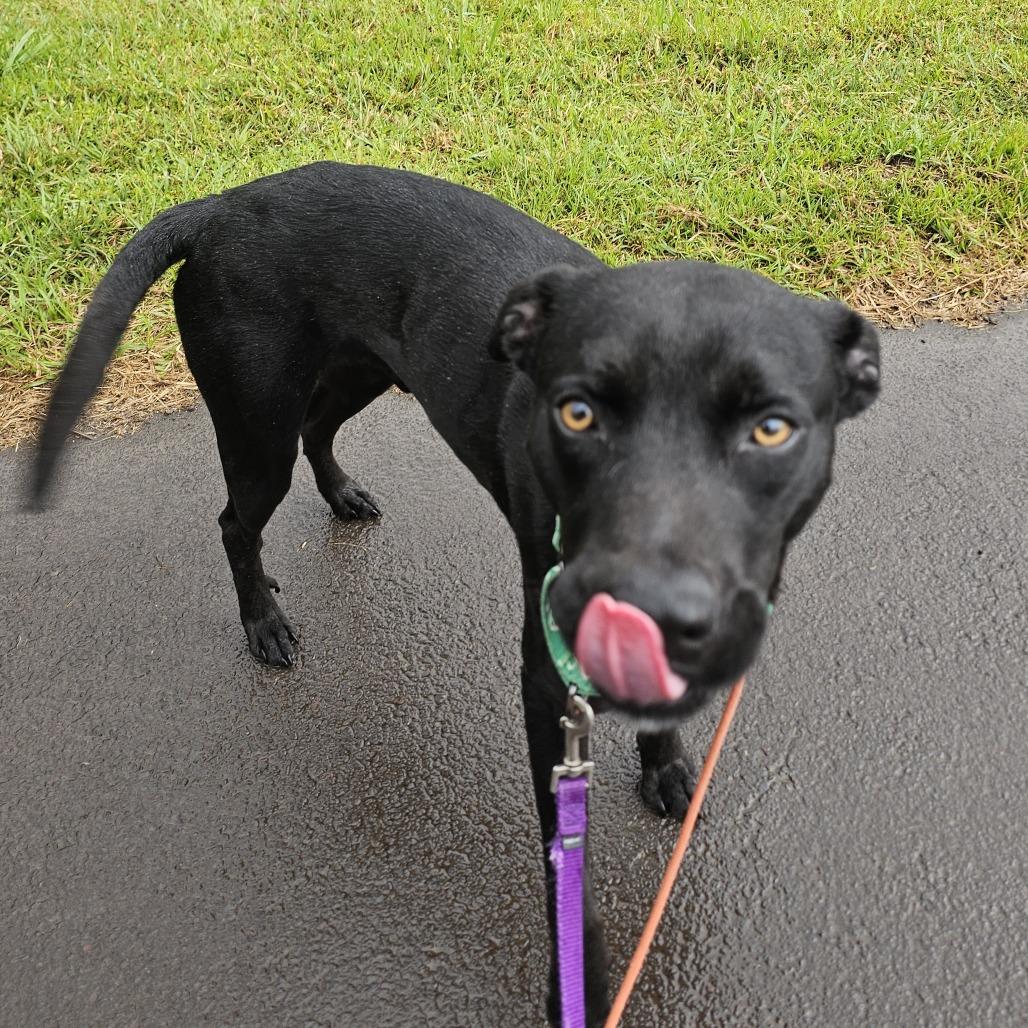Enlarge Nikki, a Adoptable Mixed Breed in Volcano, HI image 5/5