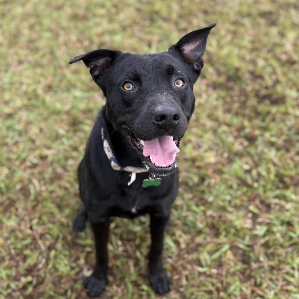 Enlarge Nicky, a Adoptable Mixed Breed in Volcano, HI image 6/6