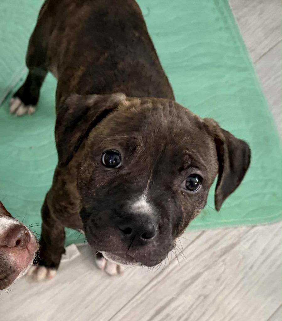 Pistachio, Adopted, Puppy Male Mixed Breed & Pit Bull Terrier.