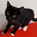 Enlarge Mojito, a Adoptable mixed breed in Napa, CA image 1/1