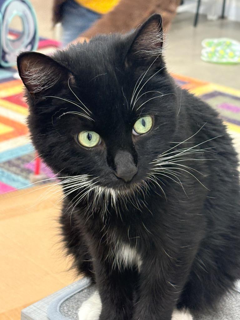 Mojito, Adoptable, Young Male Domestic Medium Hair.