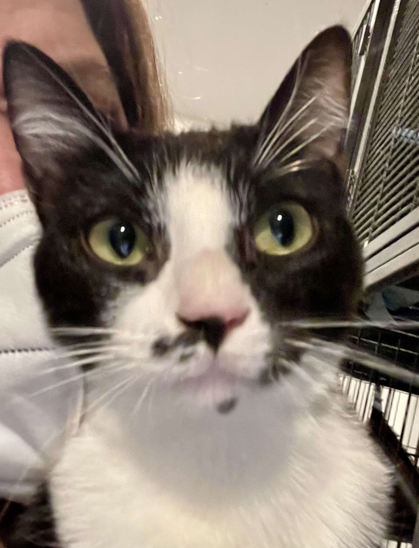 Boogie, an adoptable Domestic Short Hair in Los Angeles, CA, 90046 | Photo Image 1