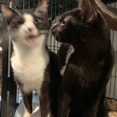 Boogie, a Adoptable Domestic Short Hair in Los Angeles, CA image 2/4