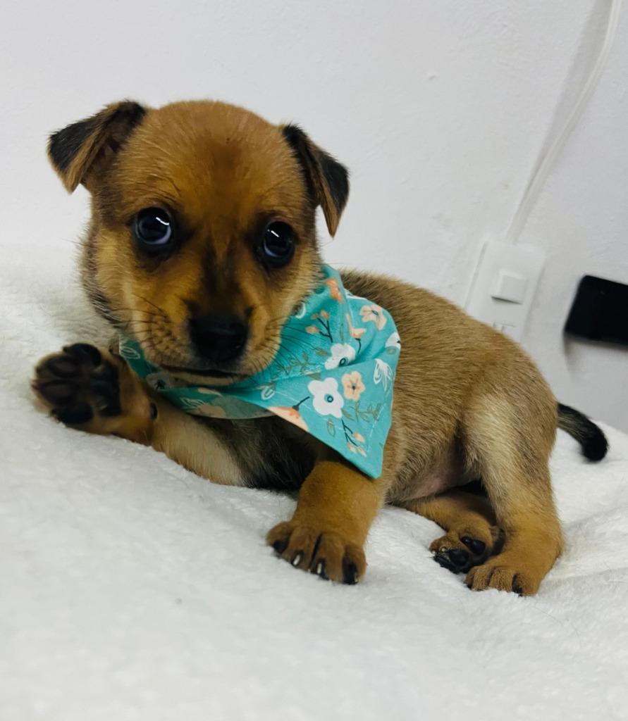 Enlarge Missy, a Adoptable mixed breed in San Jose, CA image 5/5