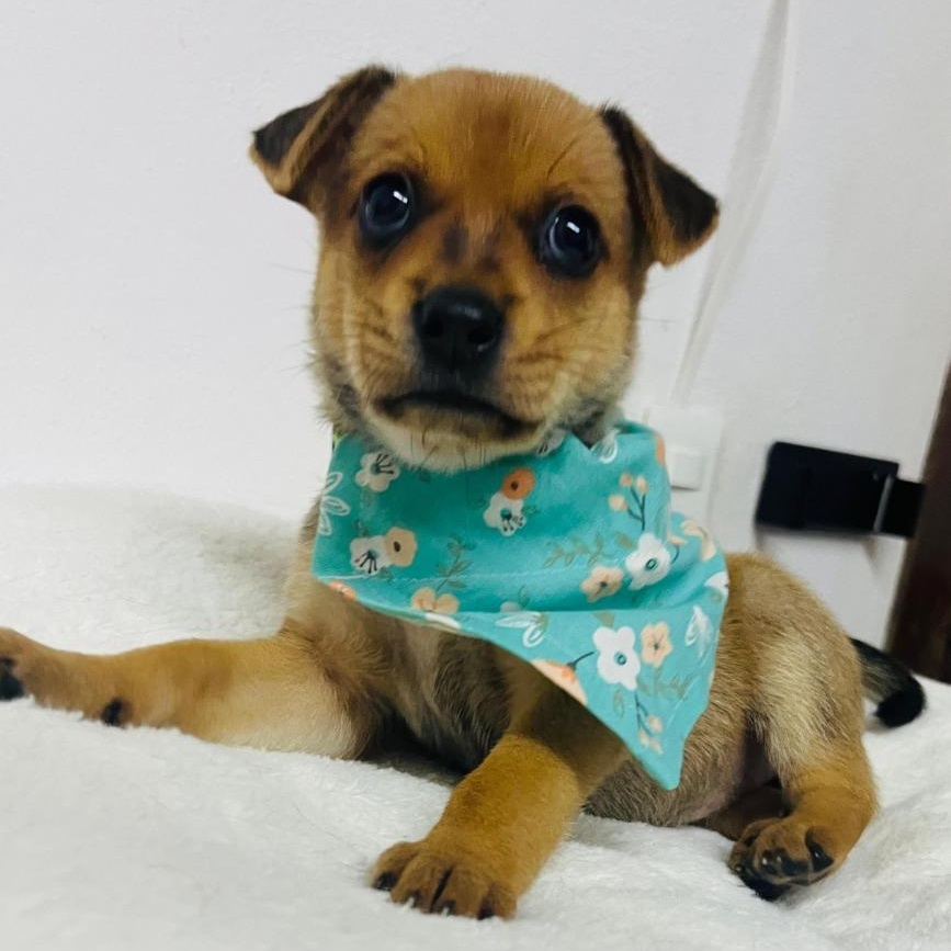 Enlarge Missy, a Adoptable mixed breed in San Jose, CA image 1/5