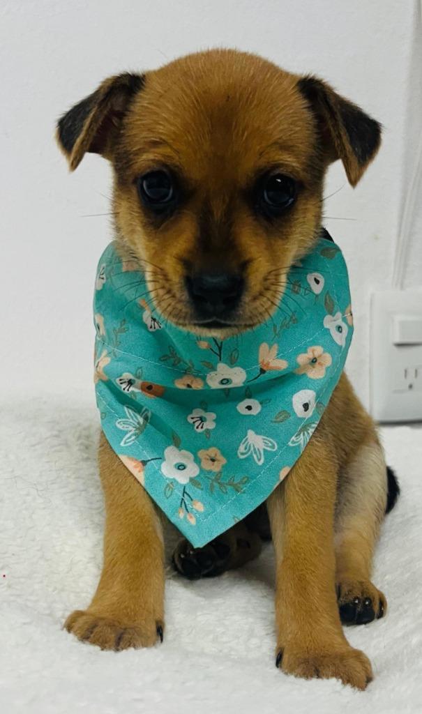 Enlarge Missy, a Adoptable mixed breed in San Jose, CA image 3/5
