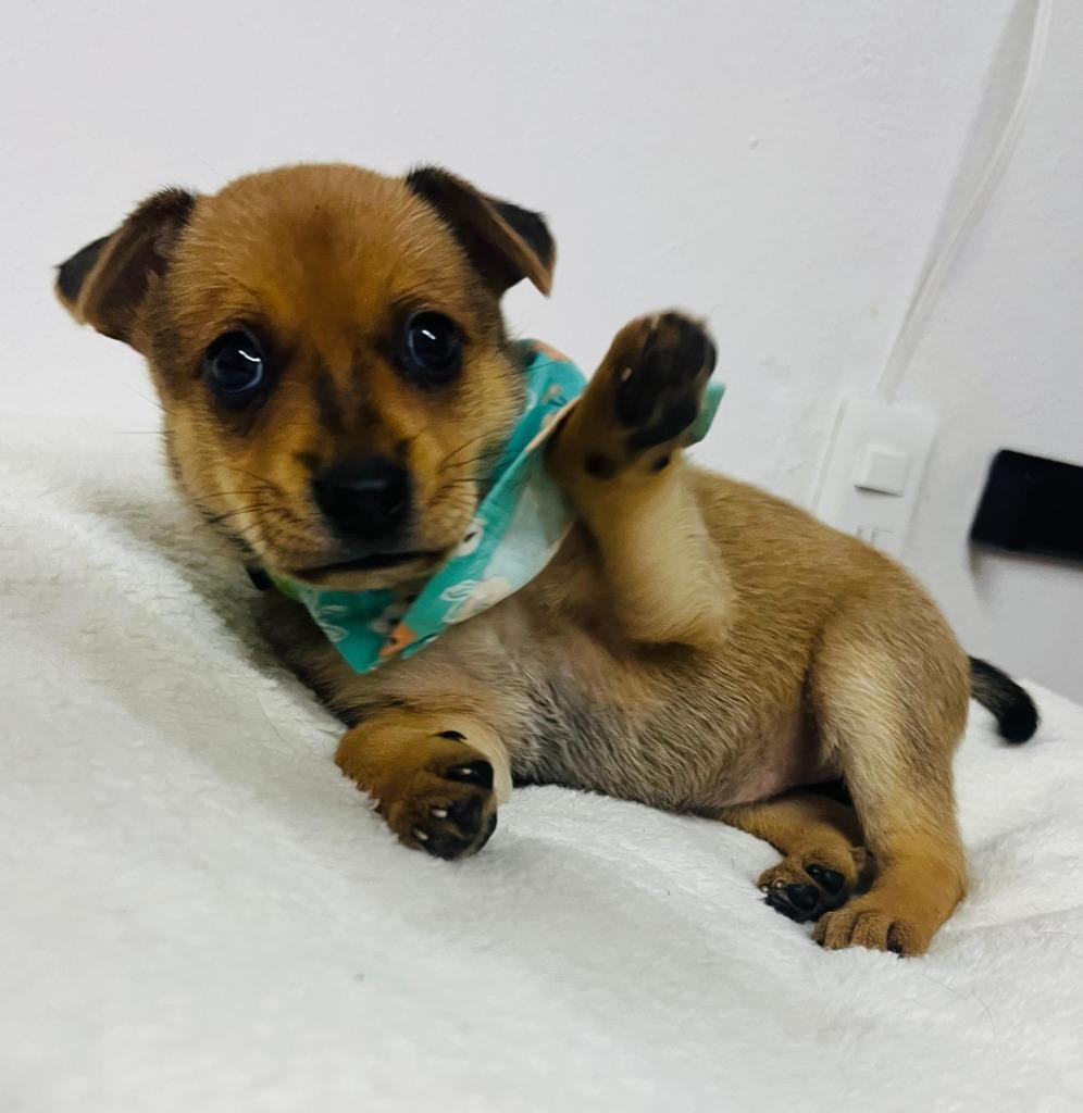 Enlarge Missy, a Adoptable mixed breed in San Jose, CA image 4/5
