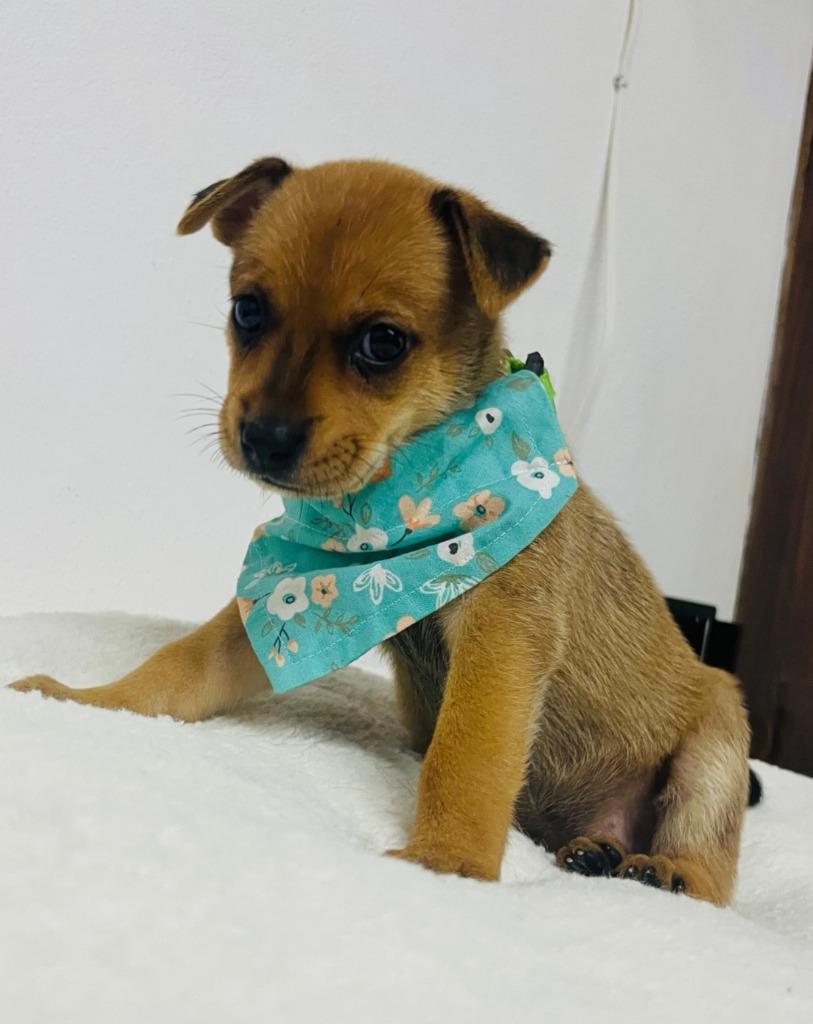 Enlarge Missy, a Adoptable mixed breed in San Jose, CA image 2/5