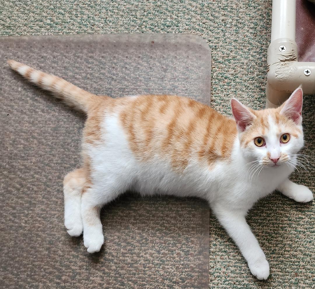 Marshmallow, ADOPTABLE, Young Male Domestic Short Hair.