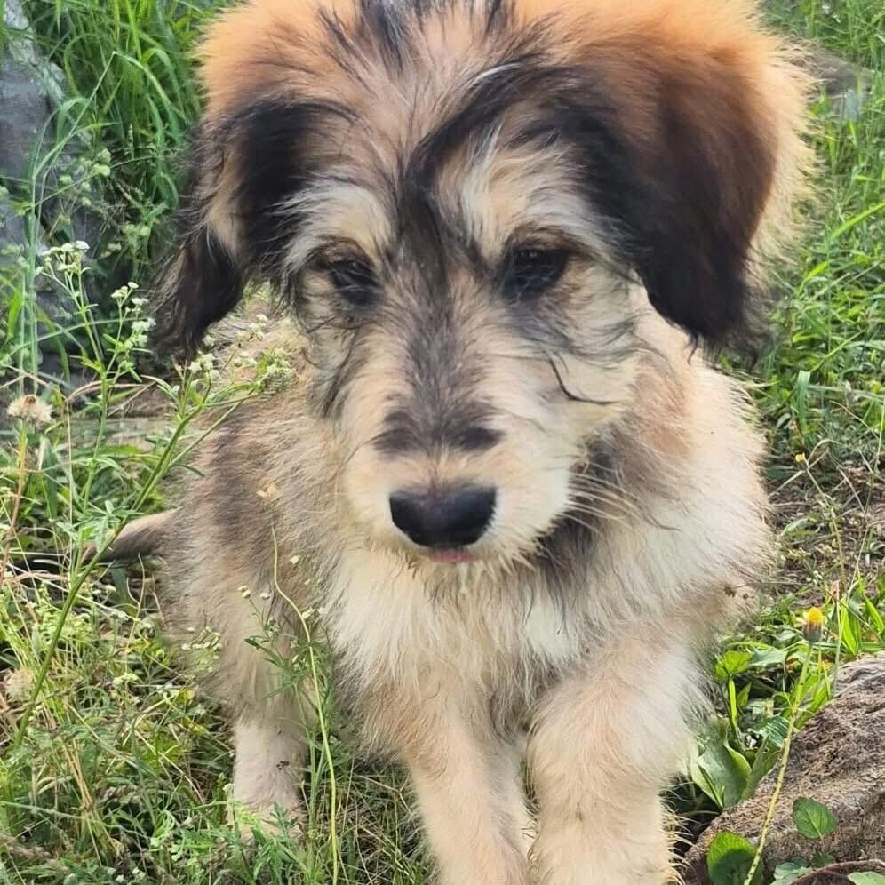 Matias, Adoptable, Puppy Male Mixed Breed & Shepherd.