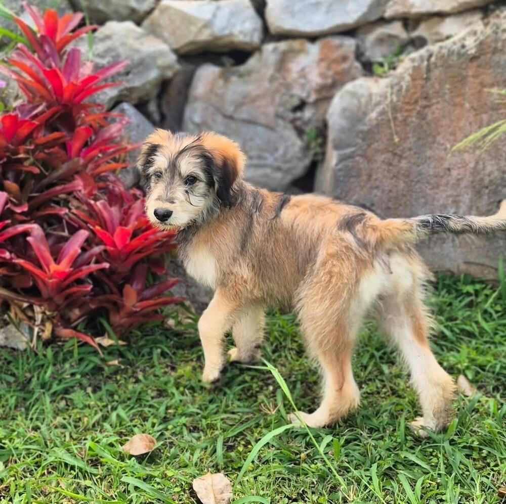 Enlarge Matias, a Adoptable mixed breed in North Reading, MA image 2/3