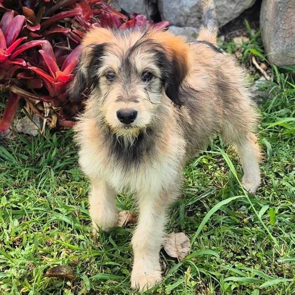Enlarge Matias, a Adoptable mixed breed in North Reading, MA image 3/3