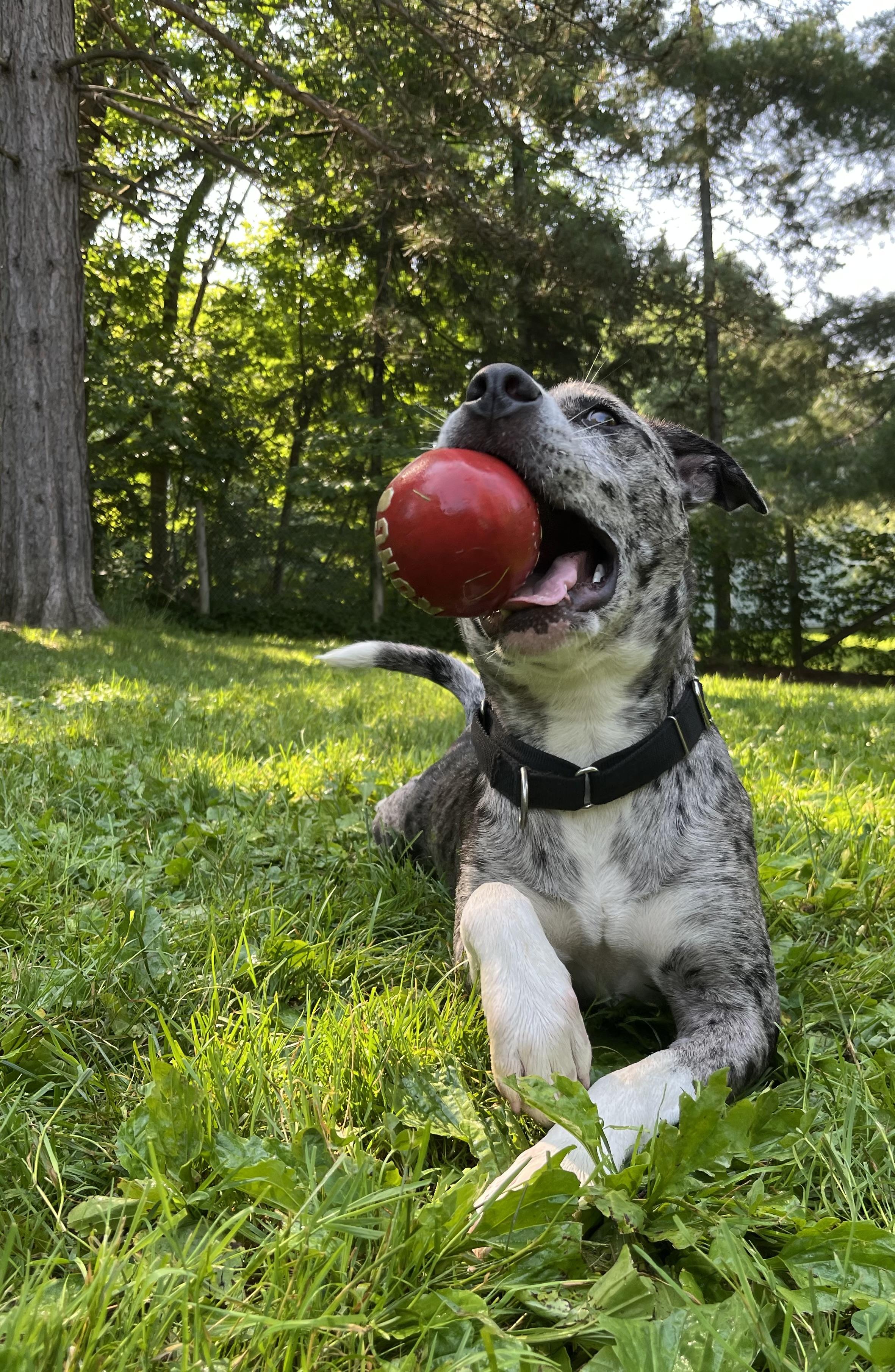 Daisy, a ADOPTABLE mixed breed in Stanstead, QC image 3/6