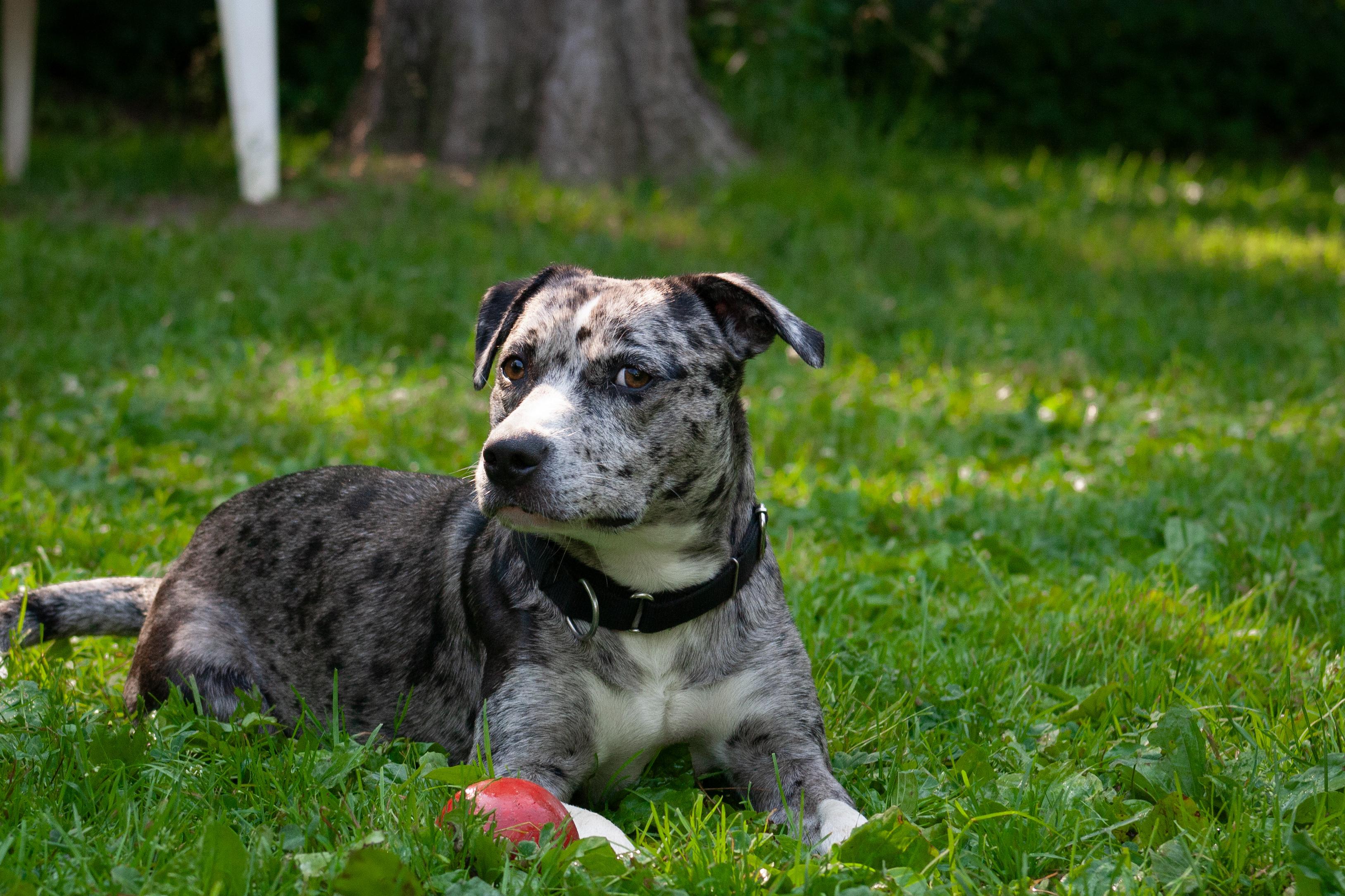 Daisy, a ADOPTABLE mixed breed in Stanstead, QC image 2/6