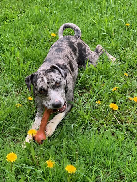 Daisy, a ADOPTABLE mixed breed in Stanstead, QC image 3/5