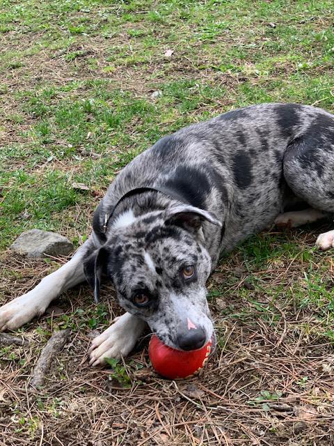 Daisy, a ADOPTABLE mixed breed in Stanstead, QC image 2/5