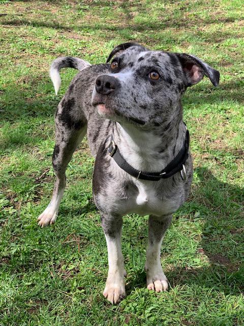 Daisy, ADOPTABLE, Young Female Australian Shepherd.
