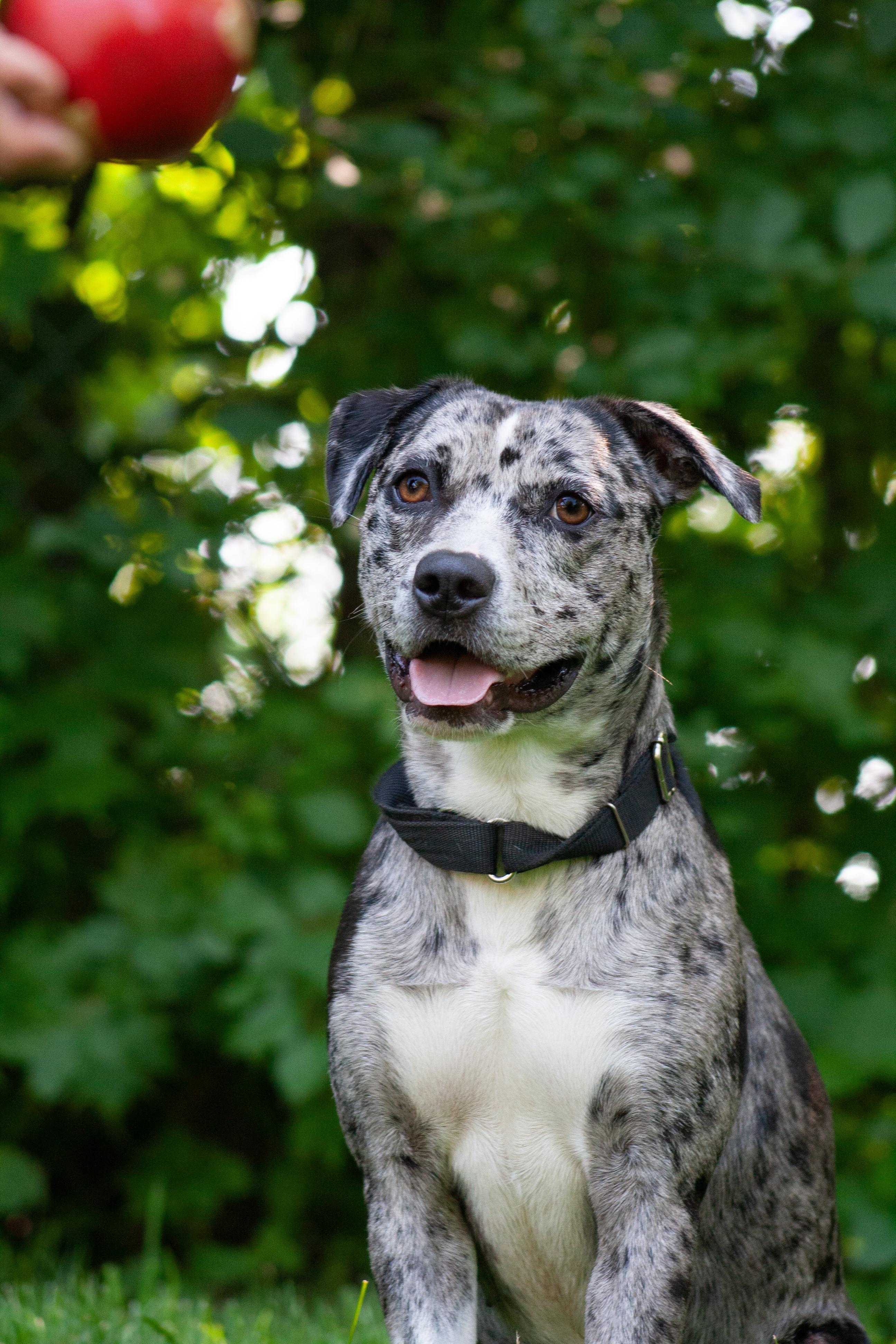 Daisy, a ADOPTABLE mixed breed in Stanstead, QC image 1/6