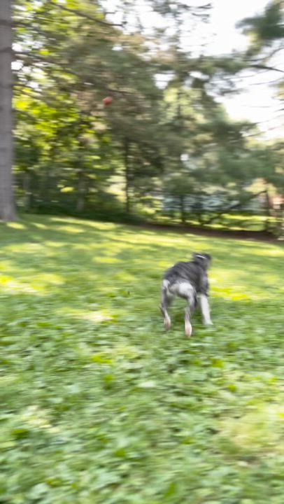 Enlarge Daisy, a ADOPTABLE mixed breed in Stanstead, QC video 6/6