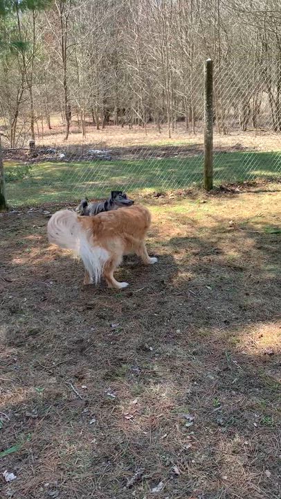 Enlarge Daisy, a ADOPTABLE mixed breed in Stanstead, QC video 5/5