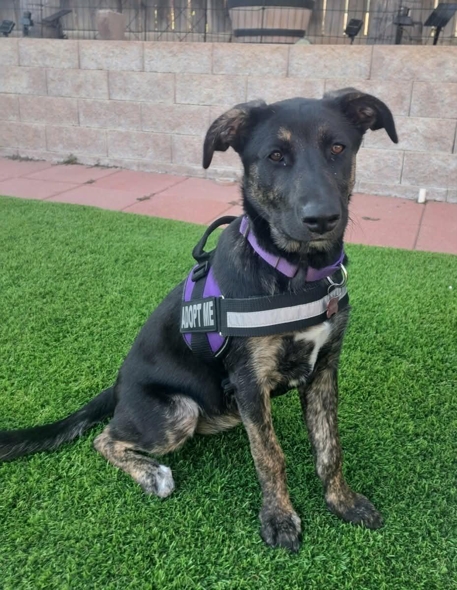 Robbin, a ADOPTABLE mixed breed in Temecula, CA image 1/6