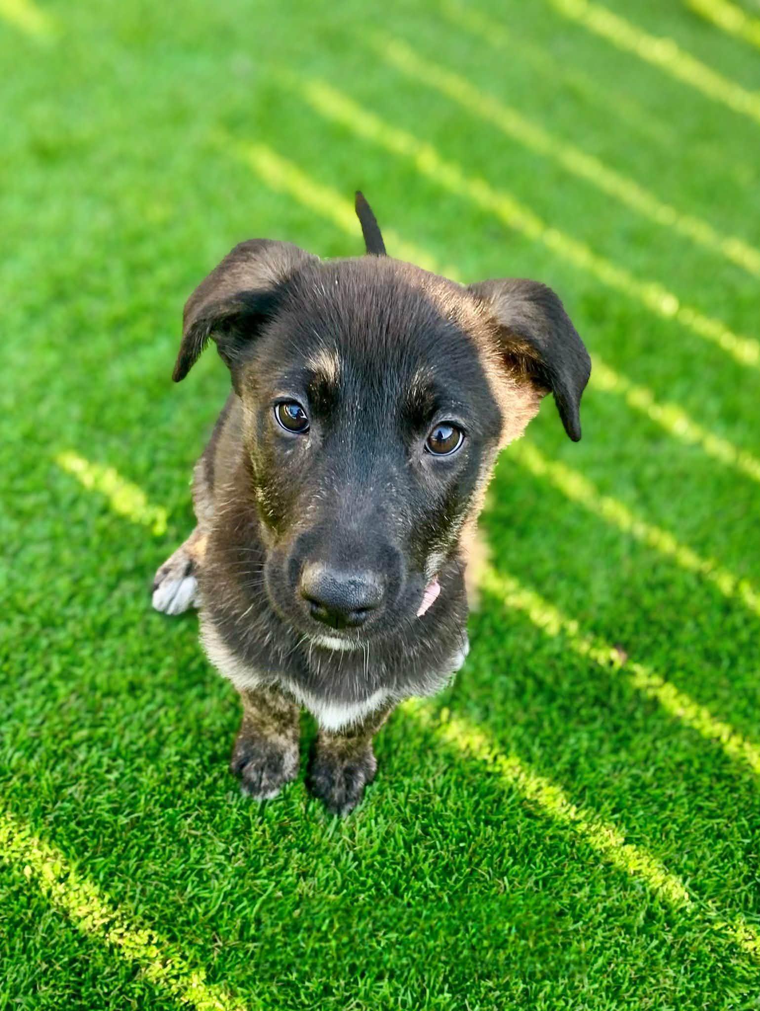 Enlarge Robbin, a ADOPTABLE mixed breed in Temecula, CA image 3/6