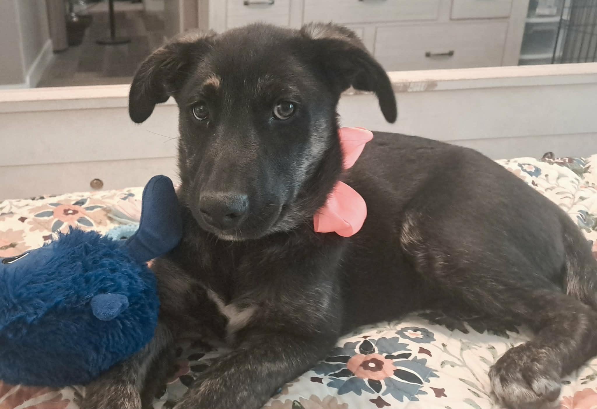 Enlarge Robbin, a ADOPTABLE mixed breed in Temecula, CA image 6/6