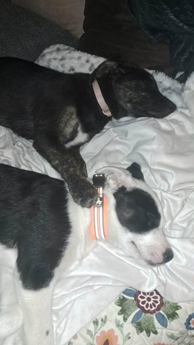 Enlarge Robbin, a ADOPTABLE mixed breed in Temecula, CA image 4/6