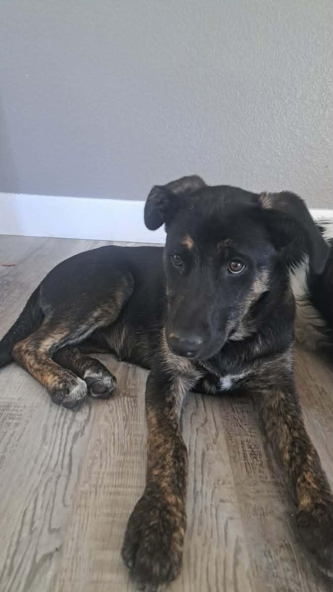 Enlarge Robbin, a ADOPTABLE mixed breed in Temecula, CA image 1/6