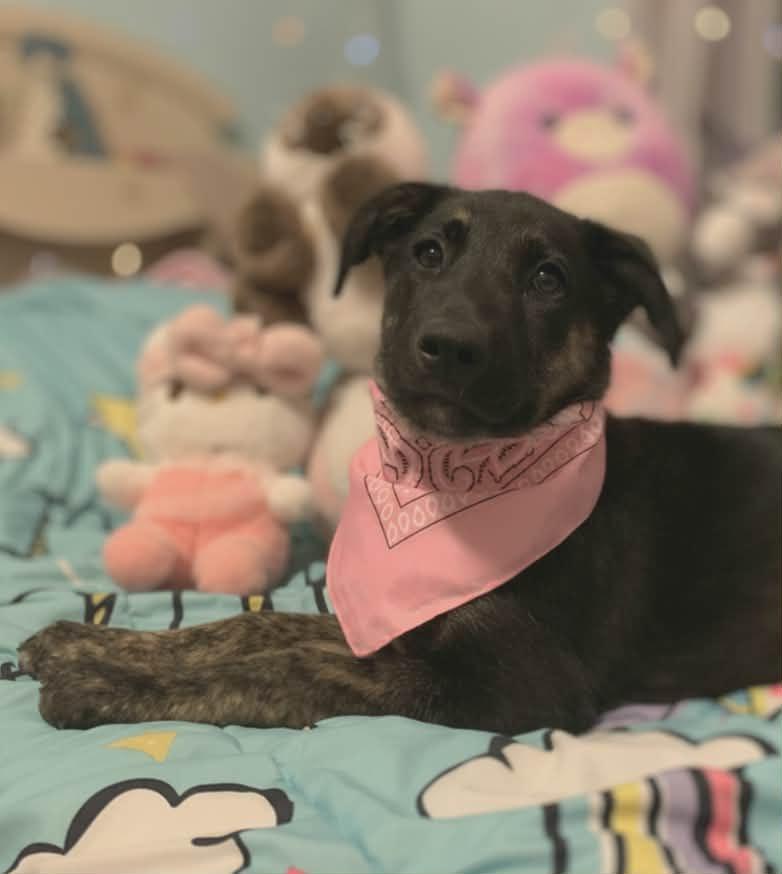 Enlarge Robbin, a ADOPTABLE mixed breed in Temecula, CA image 2/6