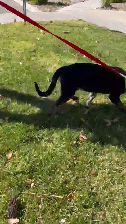 Enlarge Robbin, a ADOPTABLE mixed breed in Temecula, CA video 5/6