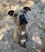 Scotland, adopted, Young Female Mixed Breed.
