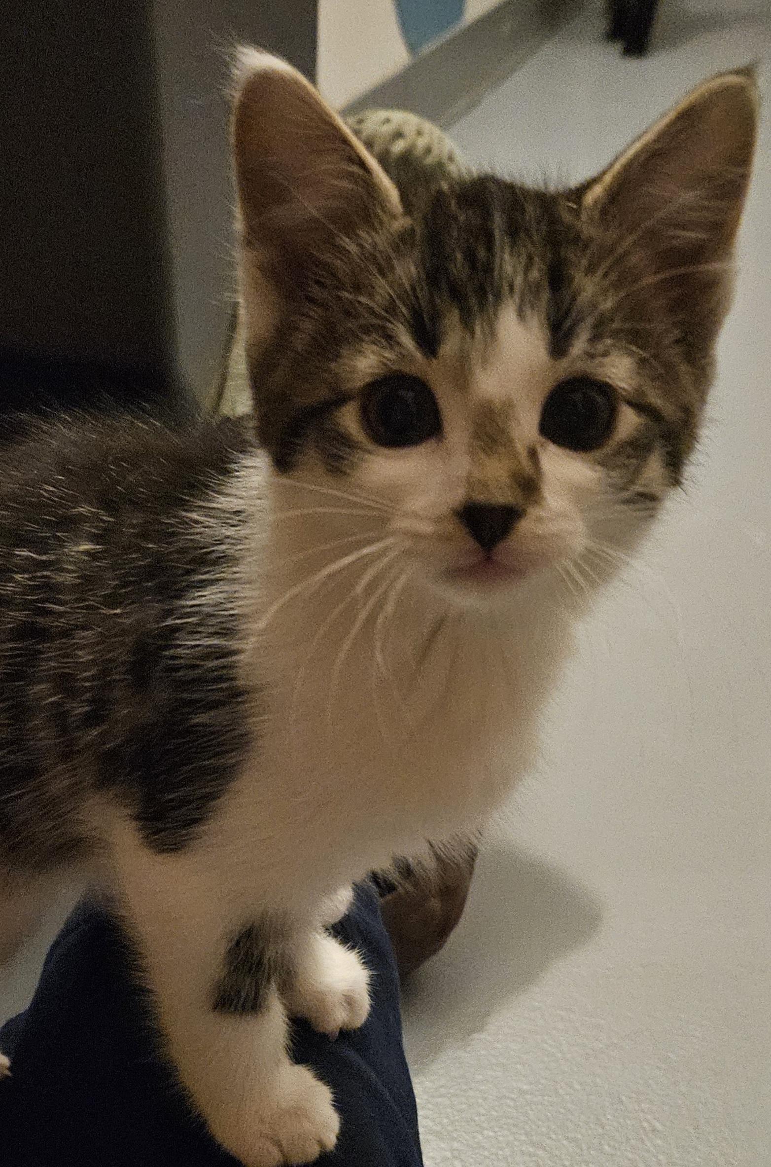 Hazelnut, Adoptable, Young Female Domestic Short Hair.