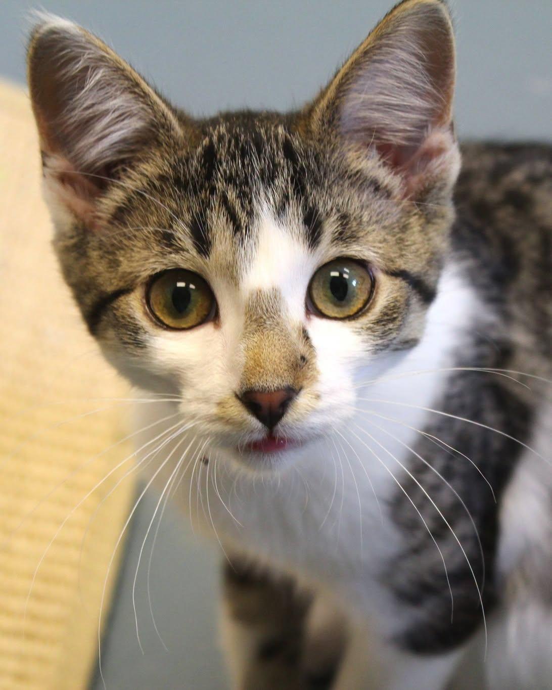 Enlarge Hazelnut, a Adoptable Domestic Short Hair in Washburn, WI image 1/2
