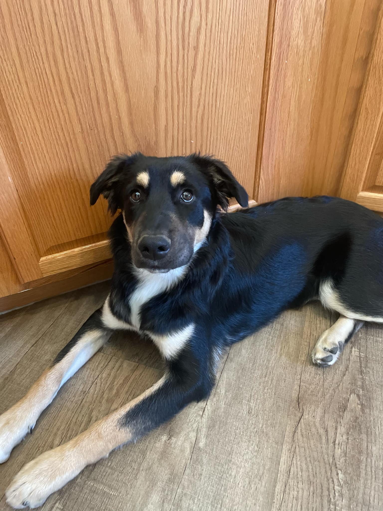 Enlarge Tad, a Adoptable Border Collie in Tucson, AZ image 1/1