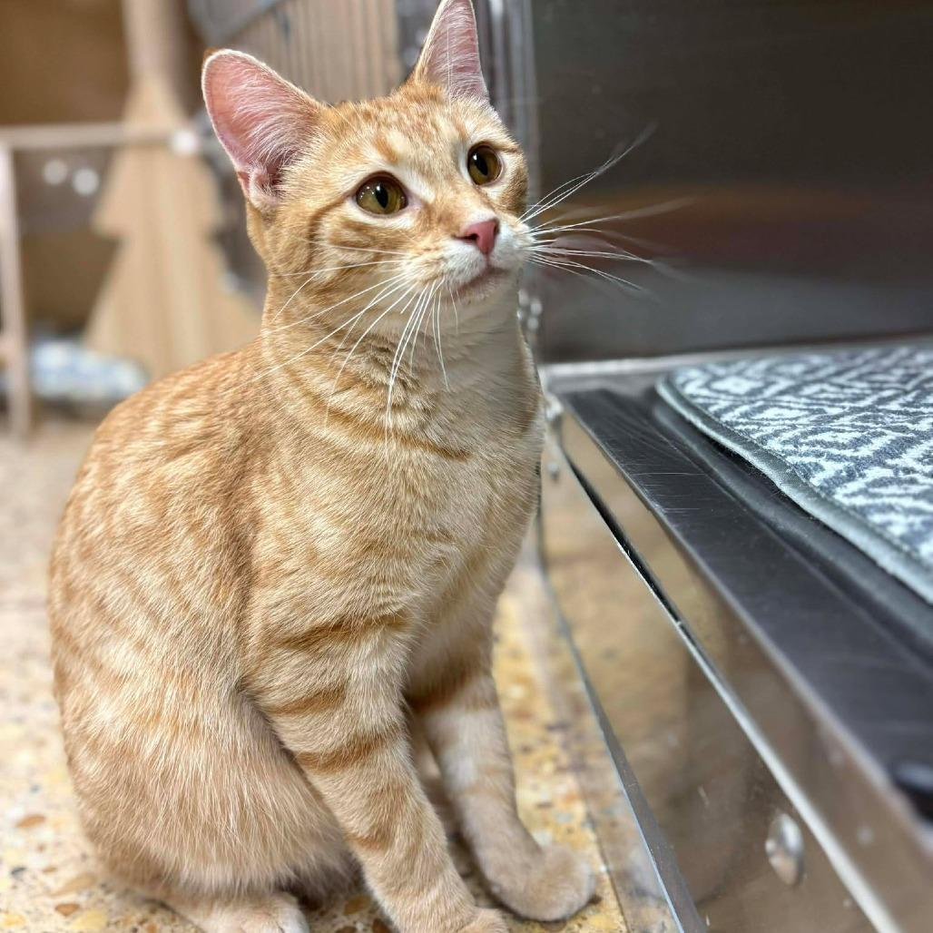 Logan Lee, Adoptable, Young Male Domestic Short Hair.