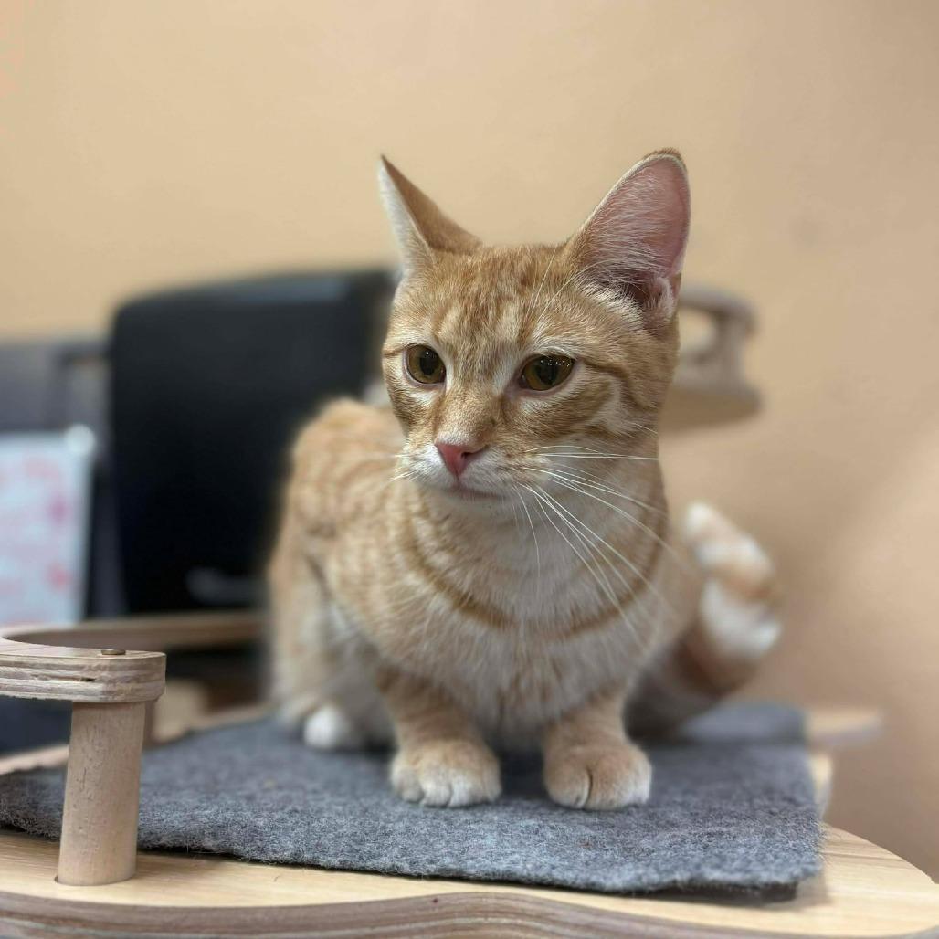 Enlarge Logan Lee, a Adoptable Domestic Short Hair in Geneva, IL image 2/5