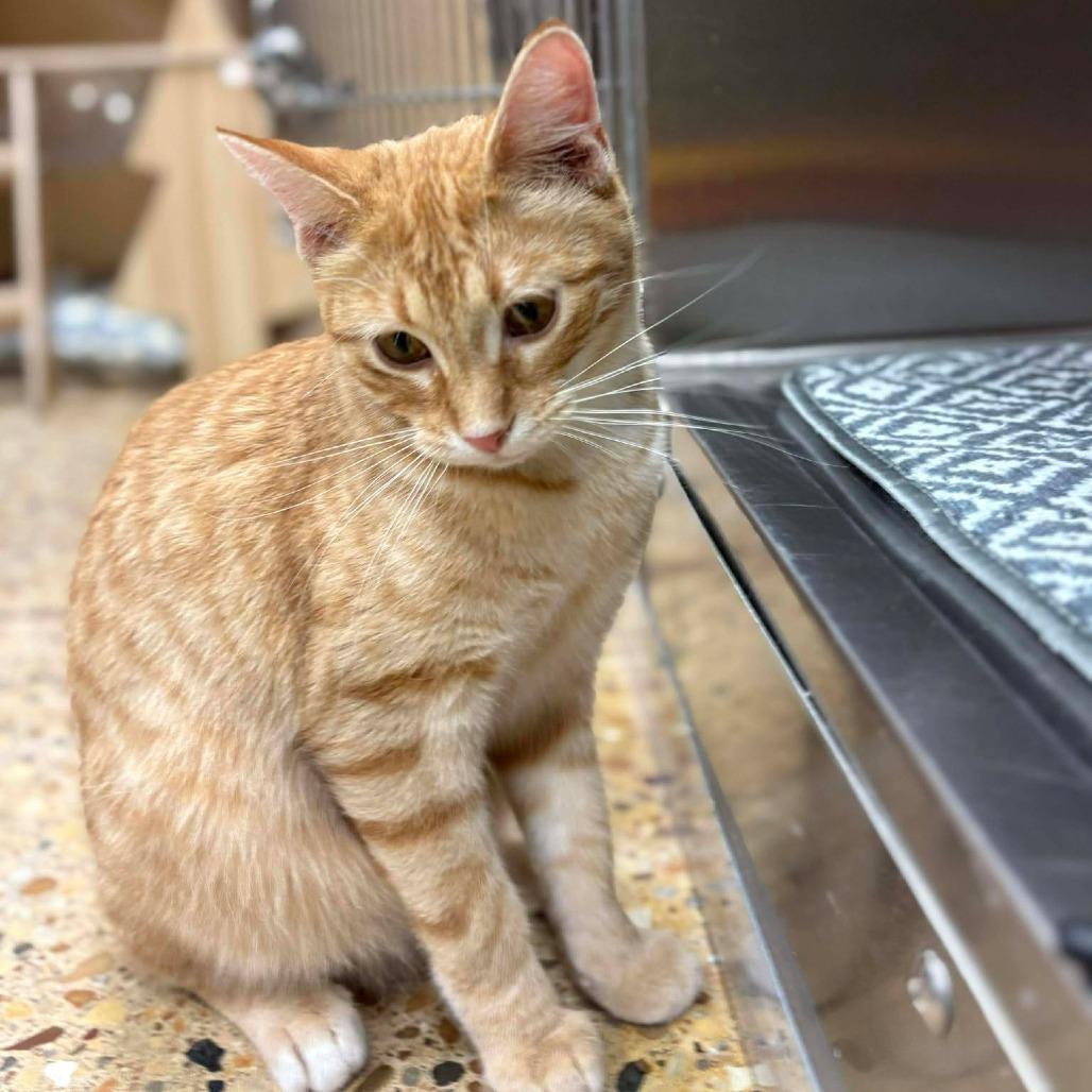 Enlarge Logan Lee, a Adoptable Domestic Short Hair in Geneva, IL image 3/5