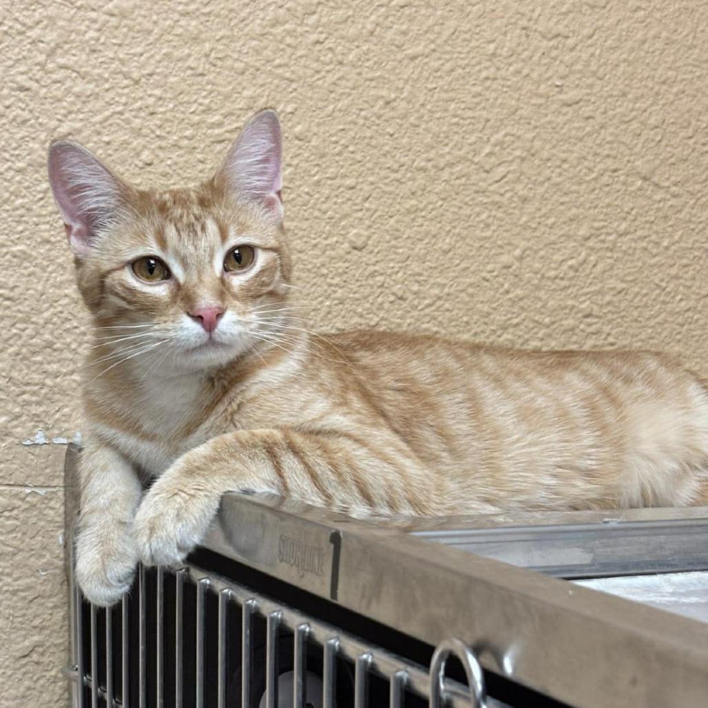 Enlarge Logan Lee, a Adoptable Domestic Short Hair in Geneva, IL image 2/6