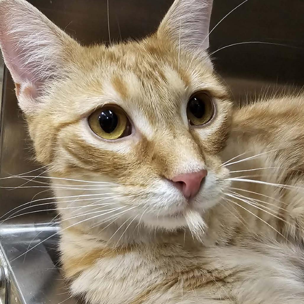 Enlarge Logan Lee, a Adoptable Domestic Short Hair in Geneva, IL image 3/6